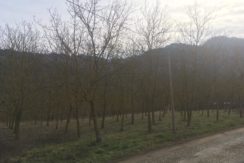 Terreno agricolo a 1,2 km da Modigliana