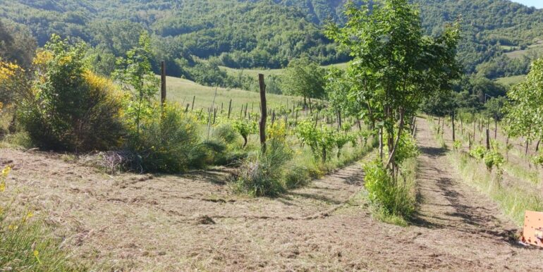 planimetria della particella 95, cat d-10